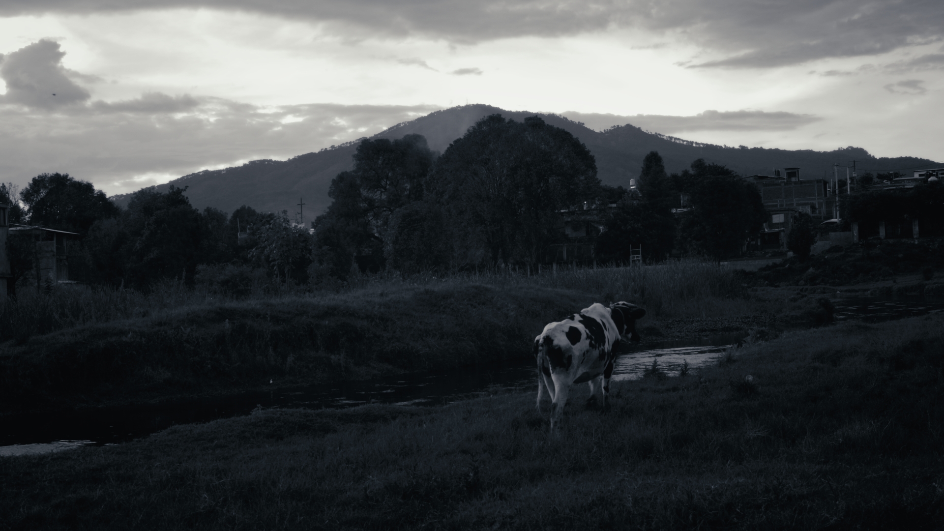 Still frame del CRISÁLIDA DE LATA